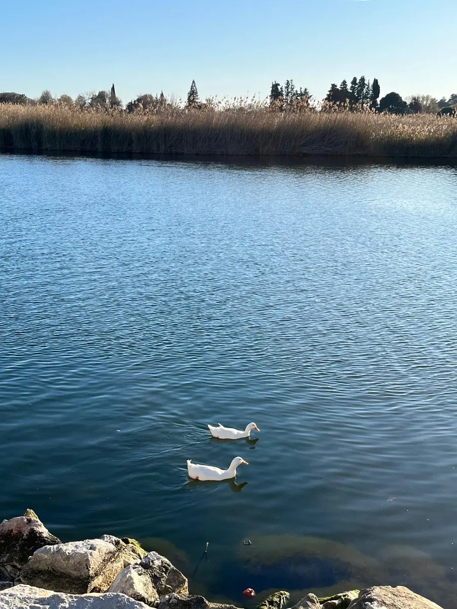 Two ducks on the Dalyan river in winter, with the dry reed beds along the far bank